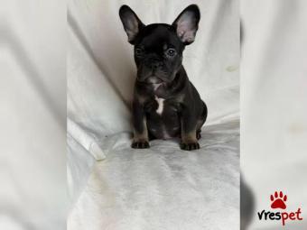 Ράτσα: Γαλλικό Μπουλντόγκ - Bulldog | Ηλικία: 2,5 μηνών | Φύλο: Αρσενικό | Αρ. Microchip: 38257259367 | Εκπαιδευμένο | Περιοχή: Αττική